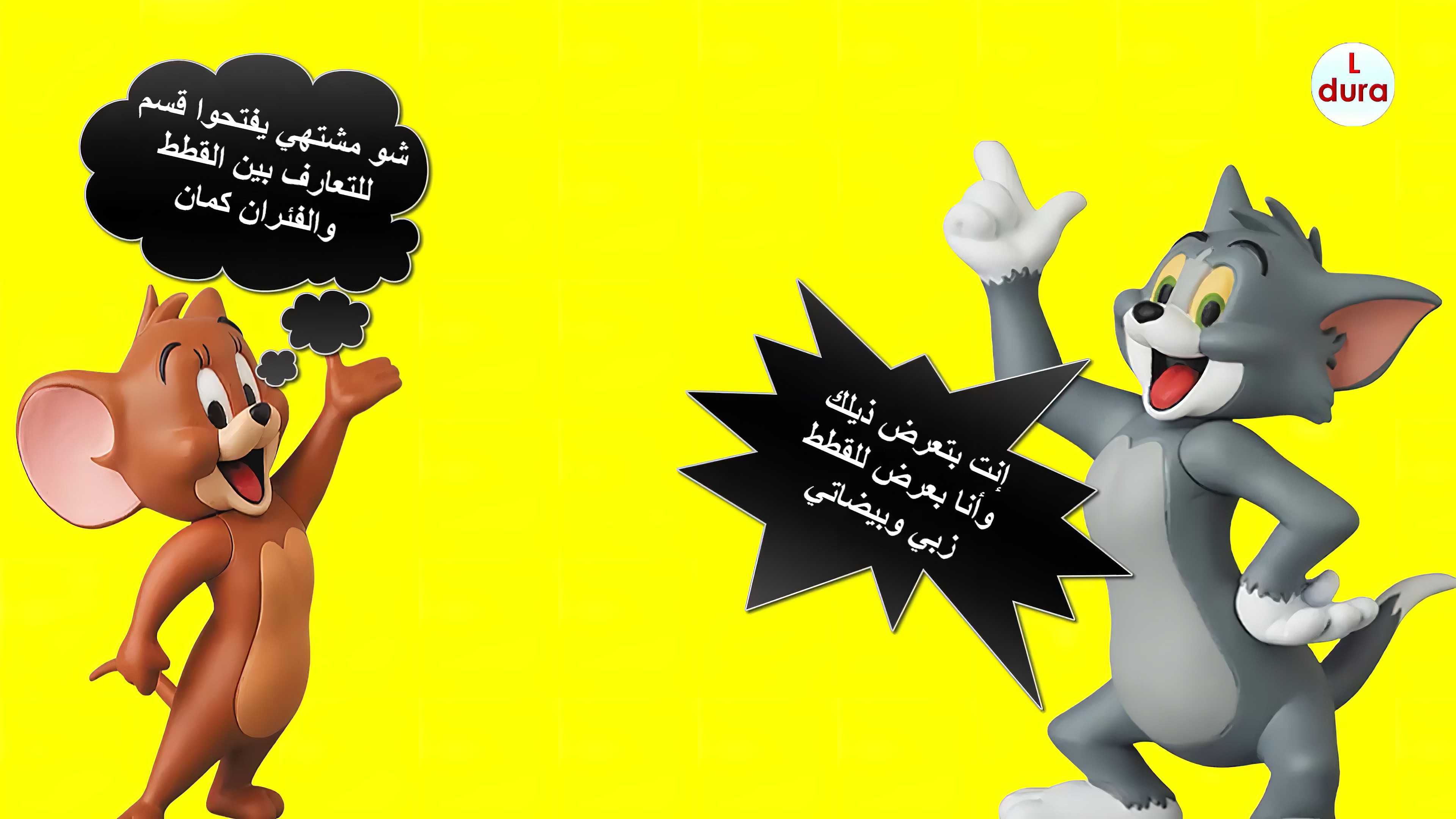 قط محشش.jpg