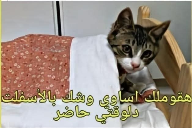 FB_IMG_1767476032723.jpg